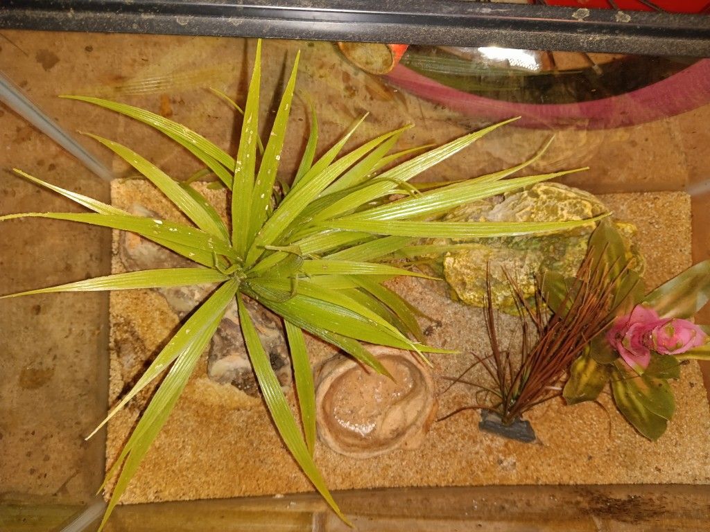 10 Gallon Dry Tank With Accessories For Reptile