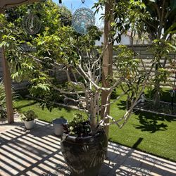 Large Potted Plant In Ceramic Pot