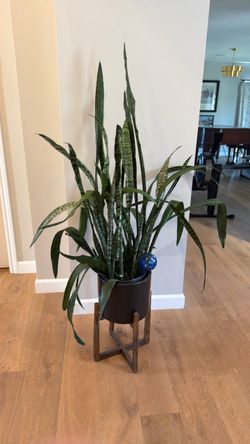 Large Snake Plant in Pot with Stand