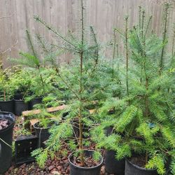 Douglas Fir Trees