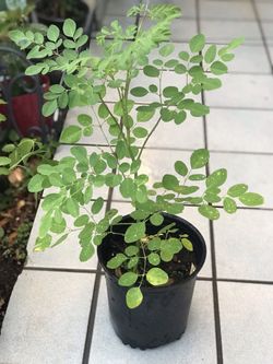 Moringa tree.