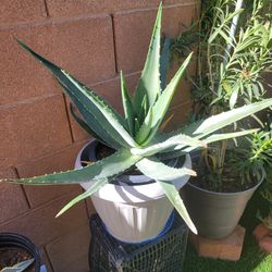 Aloe Vera Plant 