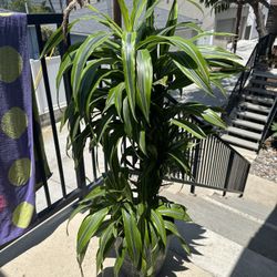 House Plant
