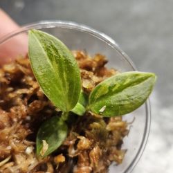 Philodendron Varigated Melanochrysum 