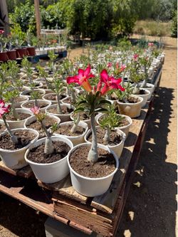 Desert Roses