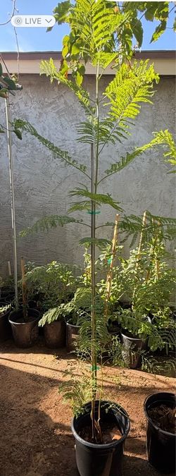 Jacaranda Tree 5F The Tall $55 Price Firm