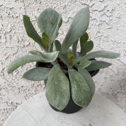 6 Inch Pot Succulent Plant - Cotyledon Orbiculata - Silver Pig’s Ear - White Lady - Rooted & Established - 🪴- Drought Resistant 