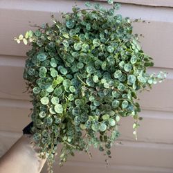 6” Super Full String Of Turtles 