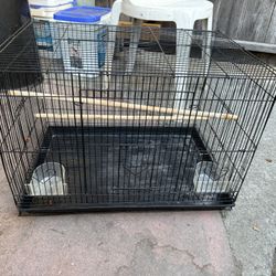 cage bird reptile