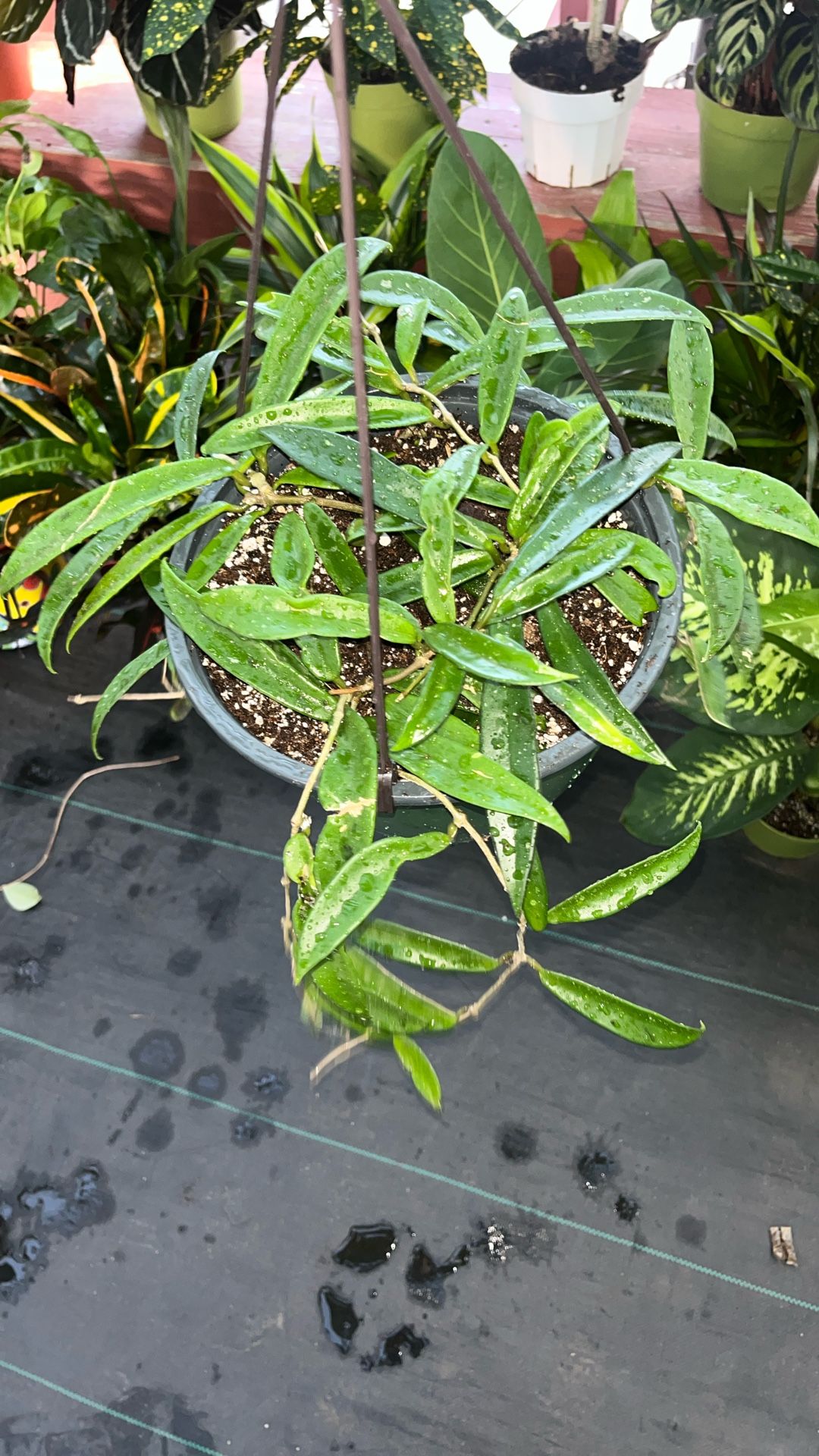 Hoya Minibelle 8 Inch Pot