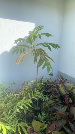Young Breadfruit Tree in Pot