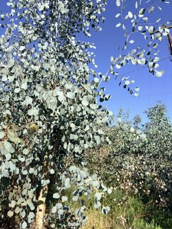 Silver Dollar Eucalyptus Stems For Sale (You Pick)