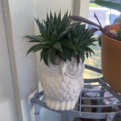 Beautiful Succulents