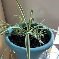 Spider Plants In A 8” Pot