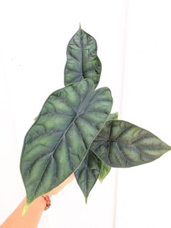 Alocasia Baginda Dragon Scale Plant 4" Pot - Indoor House Plants