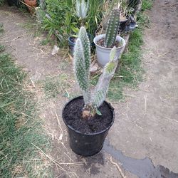 Harry Cactus Plant