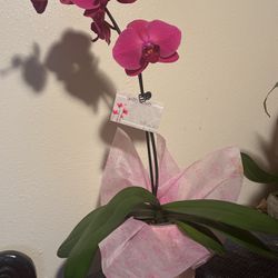 Orchids For Mother’s Day