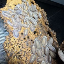 Rehome Isopods