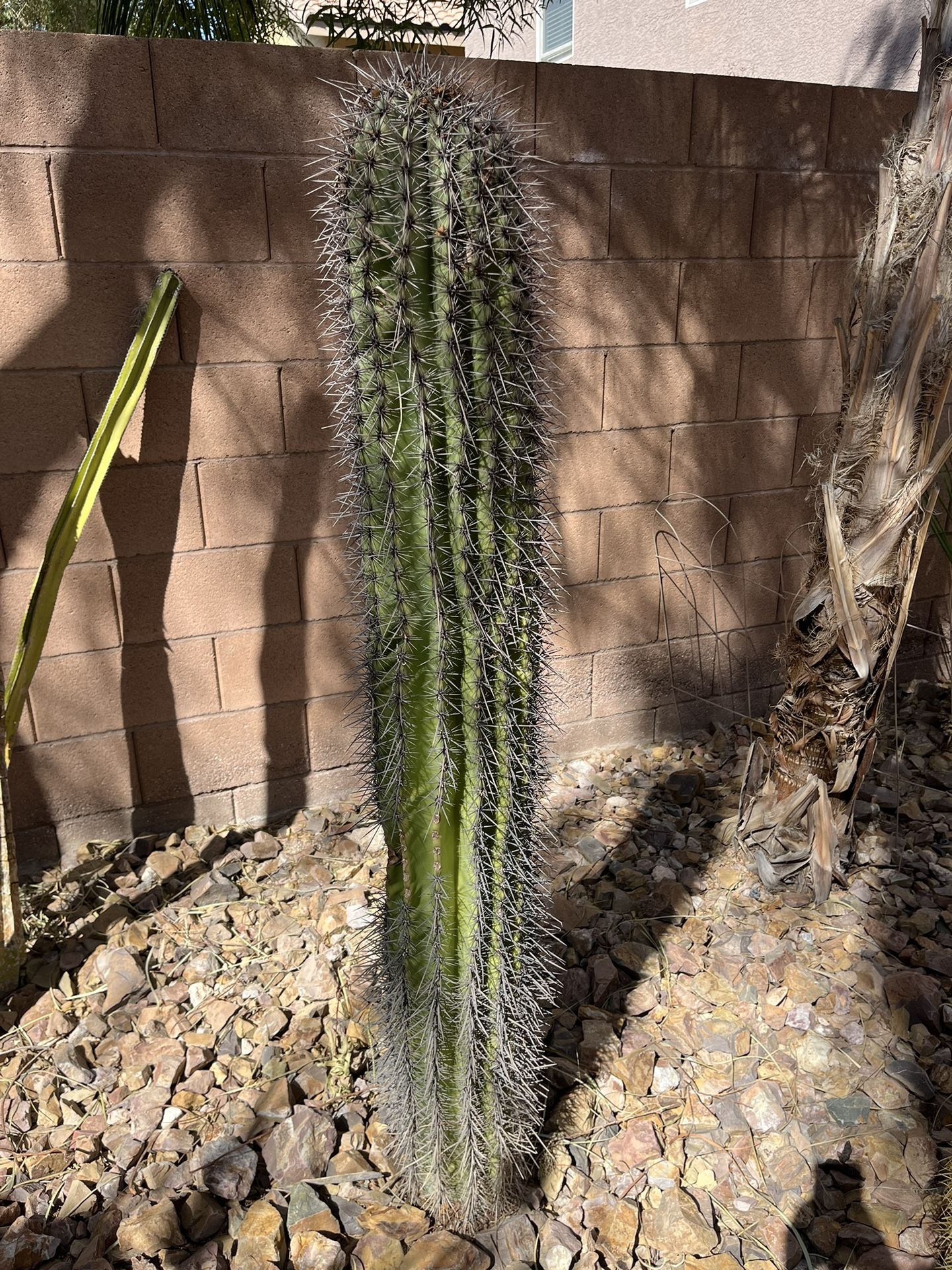 Saguaro Cactus For Sale for Sale in Las Vegas, NV OfferUp