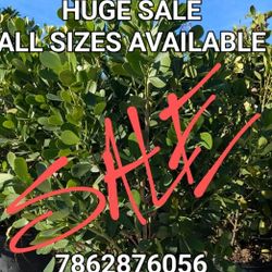 clusias All Sizes Available  Instant Privacy Hedge small to 8 feet tall  staring $8.50