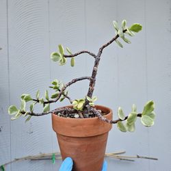 Plants
