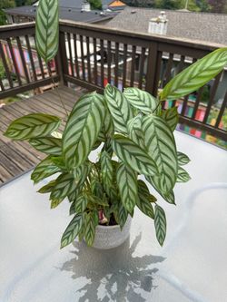 Calathea Potted Houseplant