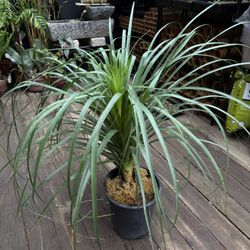 Ponytail Palm 