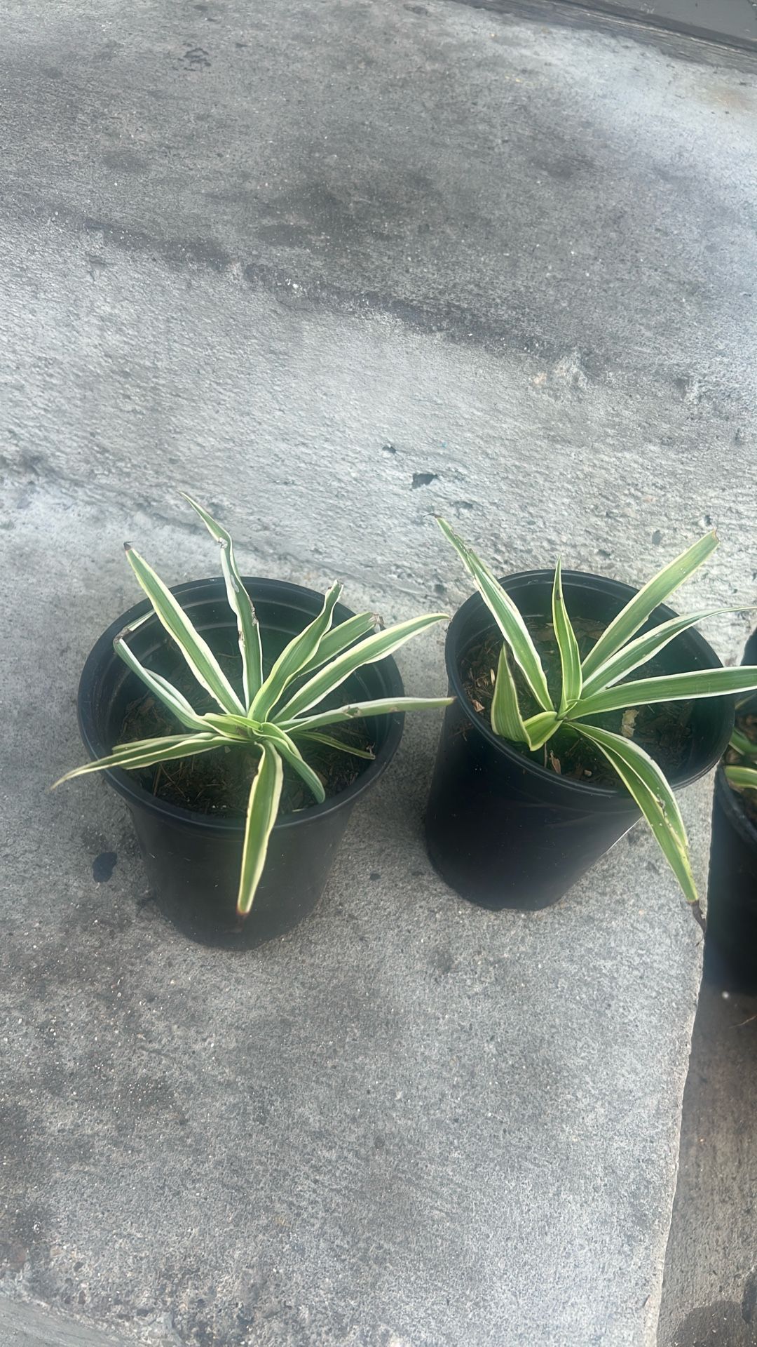 Spider Plants