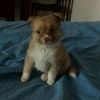Eder