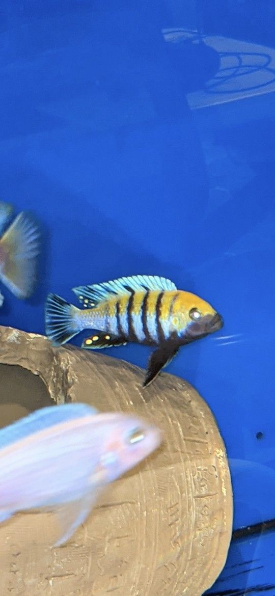 Cynotilapia Cobue
