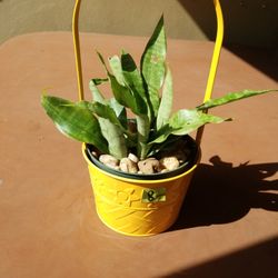 SANSEVIERIA in metal basket 