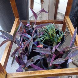 Plants For Sale 