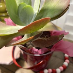 Valentine 💘 Gift Plants Ready To Pick Up $10 Each In McAllen Near Trenton And 23rd Street