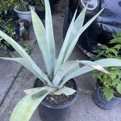 Plant Agave