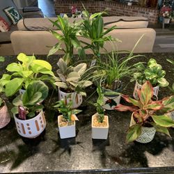 12 Dollar Plants 