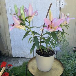 Outdoor Plant 