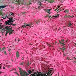 Japanese maples Trees For Sale 