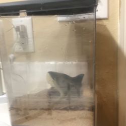 Fish Tank 