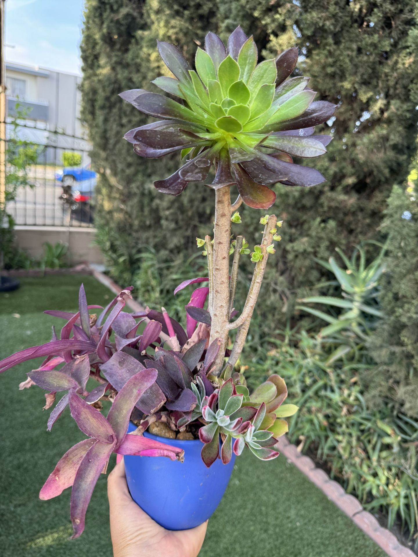 Beautiful Succulent 