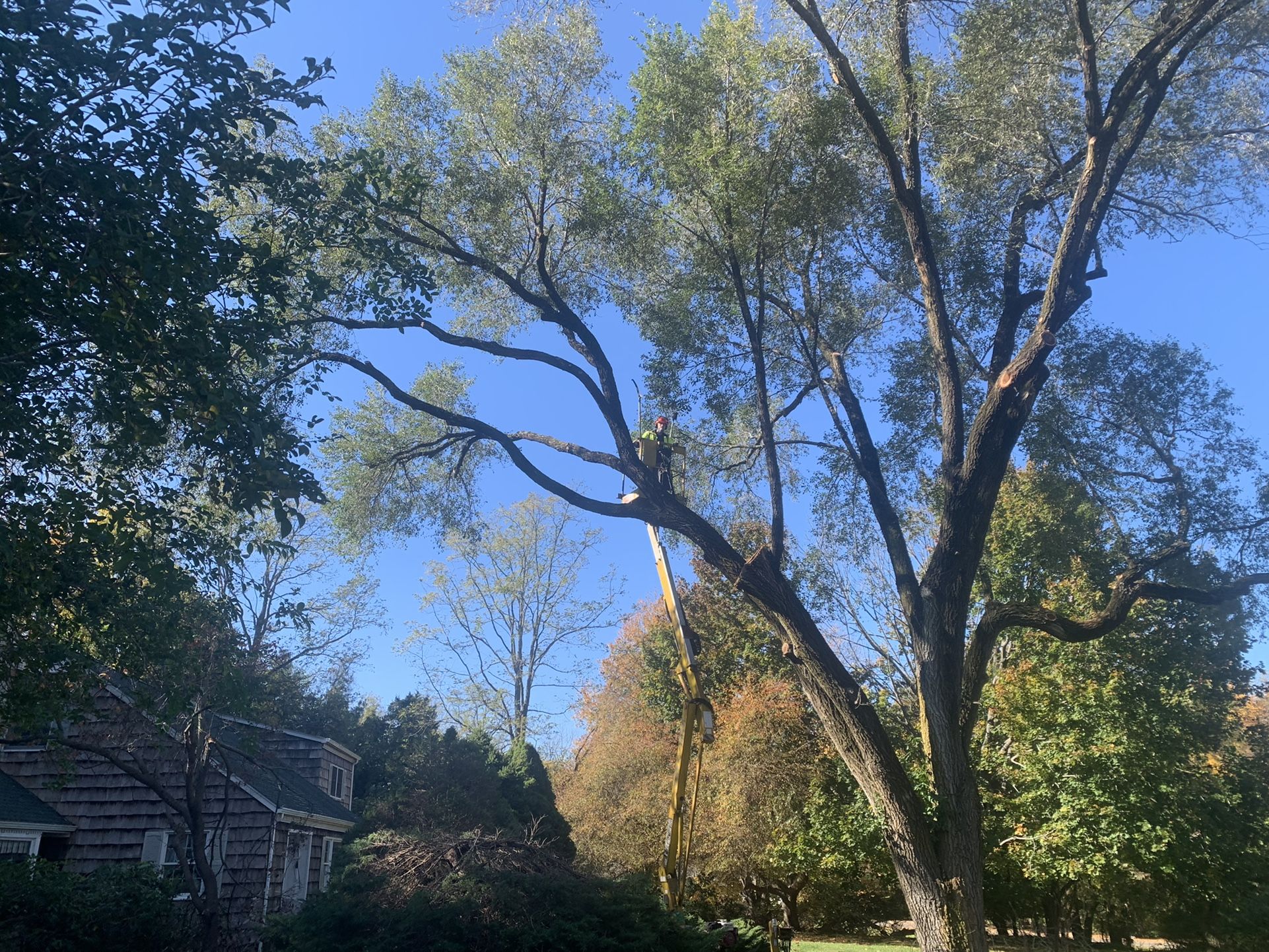 Preventative Tree Work