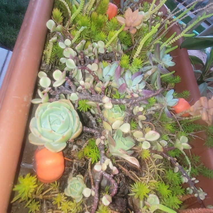 Succulents In Pot With Extra Pot Included,