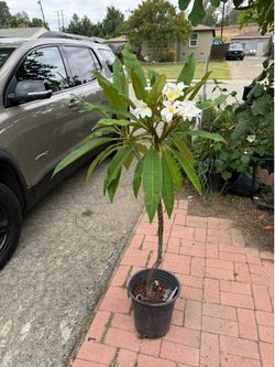Plumeria