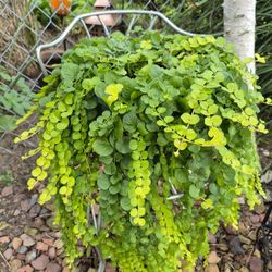 Solid Planter Holder/ Chair Garden Decor , Plant Not Included 