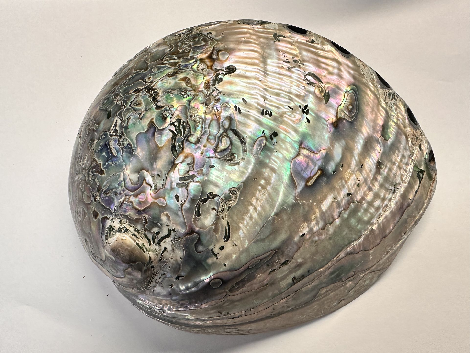 Vintage Abalone Shell Paua Very Rare/Unique POLISHED ON BOTH SIDES 6.5” x 5.25”