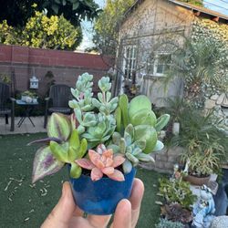 Cute Tiny Succulent 