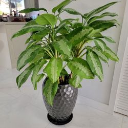 Beautiful Aglaonema Plant - NATURAL And With Black Pot. Size 36" / Miami 33182