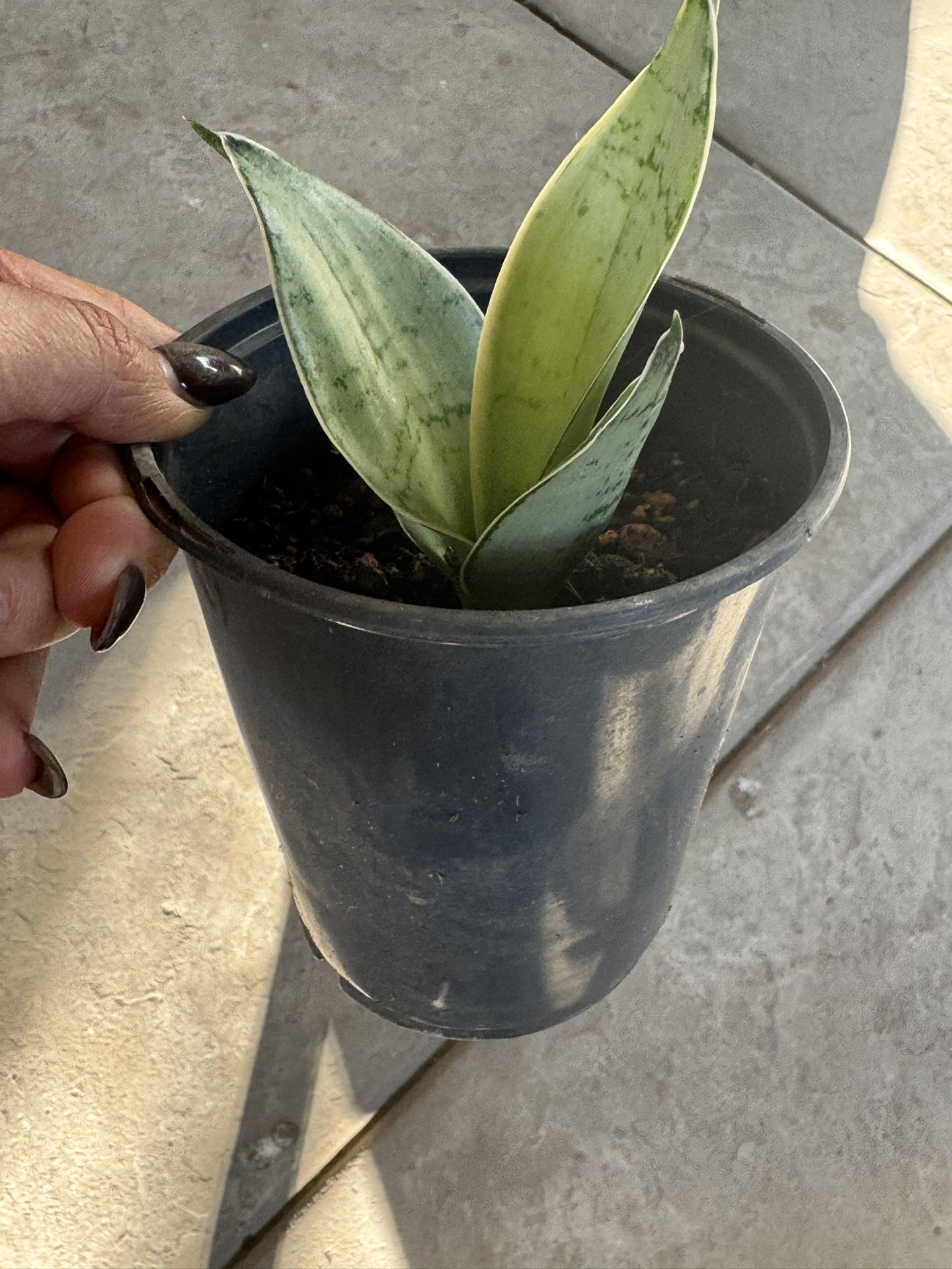 Small Inside Succulent Plant 