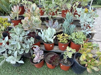 Variety Of Succulent Plants