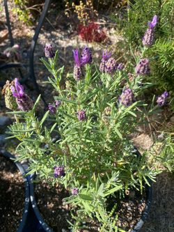 Spanish lavender