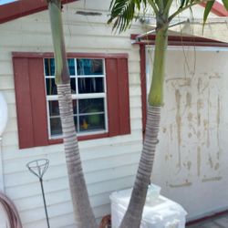 10x8 Shed 